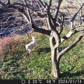 すぎぴたんの事件簿シーズン3　443話（新たな訪問者！　╰( Ｕ ・ᴥ・)m）の画像