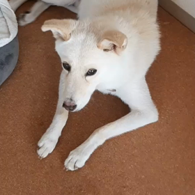 今日のシロくん 2の画像