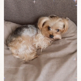 今日の我が家のワンコの画像