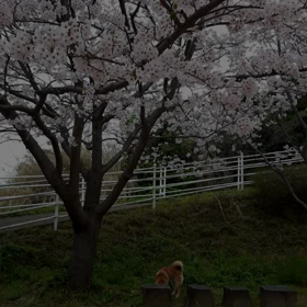 柴夫&cocoちゃんとお花見の画像