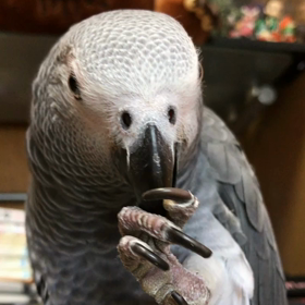 ヨウムの舌技の画像