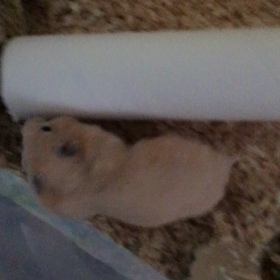 つちのこ…の画像