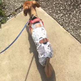 今年の夏も元気です♪の画像