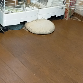 元気な7歳チョッパーの画像