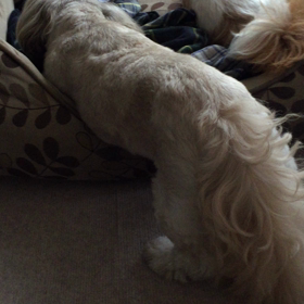 出不精なラルフさんの画像