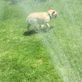 夏の風物詩となるかの画像