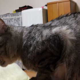 戦い‼️の画像