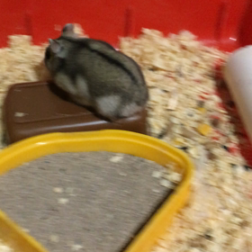 ぷりぷりりん( *｀ω´)の画像