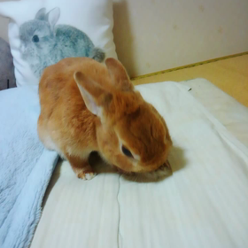 ころん(//∇//)♥の画像