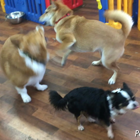 朝のお遊びの画像