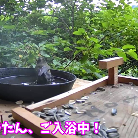 すぎぴたんの事件簿シーズン２　２９３話（ご入浴をのぞかれるヤマガラ）の画像