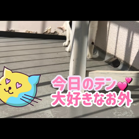 今日のテンの画像