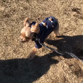 ♪お散歩動画♪代々木公園♪①の画像