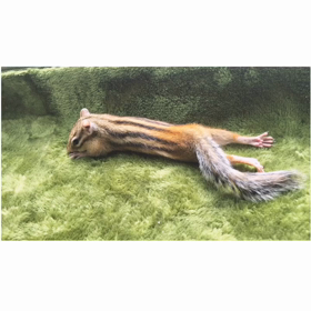 ももたろ行き倒れ⁈の画像