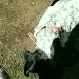 ミュミュール　何だかっ(*>∀<*)の画像