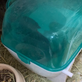 お風呂、、生後26日目の画像