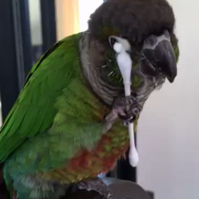 ほーちゃん流 綿棒の使い方の画像