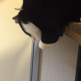 いためつけの画像