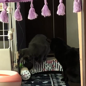 猫ちゃんずの画像