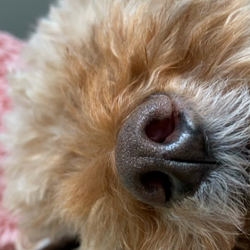 完全に寝てるの画像