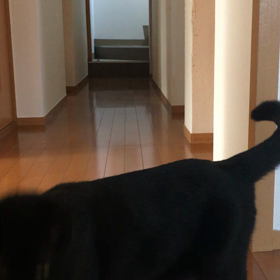 猫だけど好きな遊び（初動画）の画像