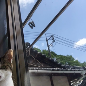 とき とき コーミング(*ΦωΦ*)の画像