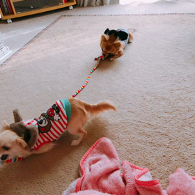 ネコじゃらしの画像