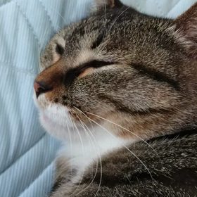 猫に嫌がらせをしてみる(о´∀`о)の画像