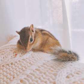 バレバレなどろぼうさん♪の画像