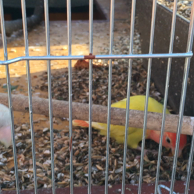 コザクラインコオパーリンの画像