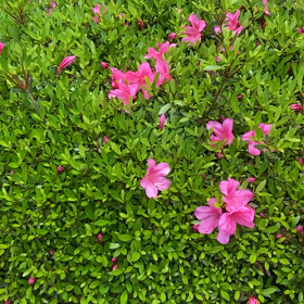 お庭で大合唱♫☆鳥さん達の熱唱の画像