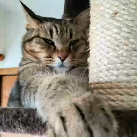 おはよ ー、カル！の画像