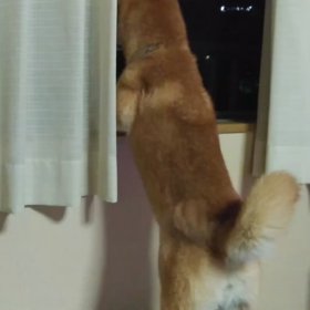 花火めっ。の画像