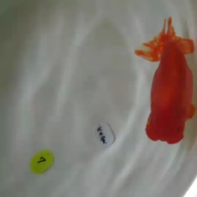 第9回木乃国らんちゅう愛好会品評大会の画像