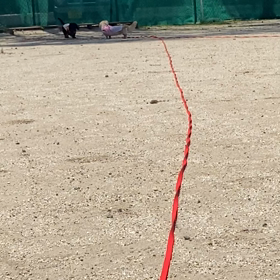 ロングリードに振り回されるの画像