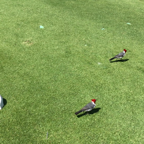 おはようございますの画像