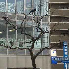 カラスの栄養補給の画像