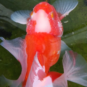 平成令和の画像