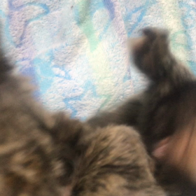 朝からゴチャゴチャ子猿の遊びの画像