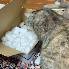 どれにしようかなぁ。の画像