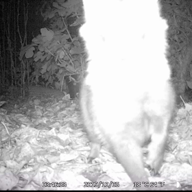 すぎぴたんの事件簿シーズン２　４２話の画像