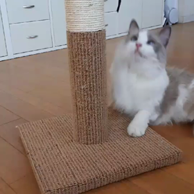 むぎと新しい爪とぎの画像