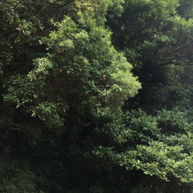 蝉時雨の画像