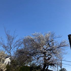 コロナワクチン後遺症の画像