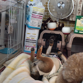 ジタバタの画像