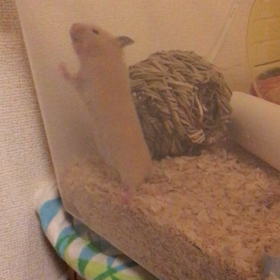 常習犯。の画像