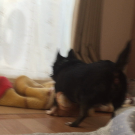 大好きなものの画像