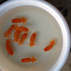 らんちゅうの画像