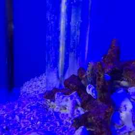 ジョーフィッシュ水槽の画像