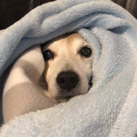 コロナ出たの画像